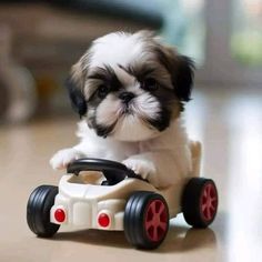 a small white and black dog sitting on top of a toy car with red wheels