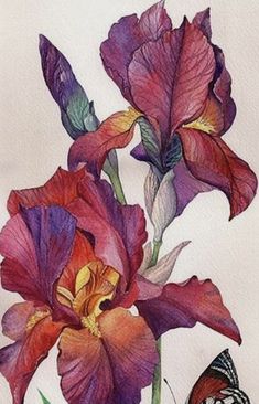 two purple and red flowers are shown in this drawing