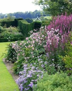 a garden filled with lots of purple flowers next to a lush green lawn and shrubbery