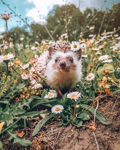 a hedge sitting in the middle of some daisies and looking at the camera with an indifferent look on its face