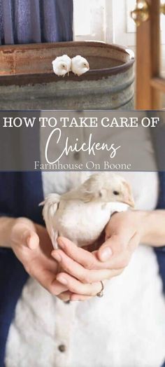 a woman holding a bird in her hands with the words how to take care of chickens farmhouse