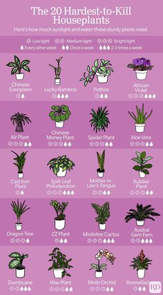 a poster showing the different types of houseplants