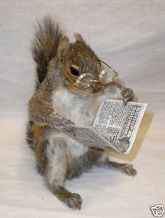 a squirrel wearing glasses and reading a newspaper