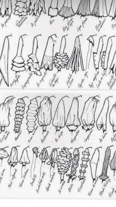 an image of different types of trees and their names in black ink on white paper