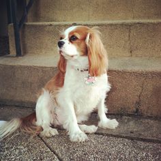 a brown and white dog sitting on the steps