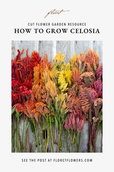 An overhead of celosia blooms in shades of red, orange, yellow, and pink How To Grow Poppies, Cut Flower Garden For Beginners, Celosia Flower, Growing Poppies, Cut Garden, Growing Cut Flowers, Flowers To Grow, Flower Garden Plans, Flower Farming