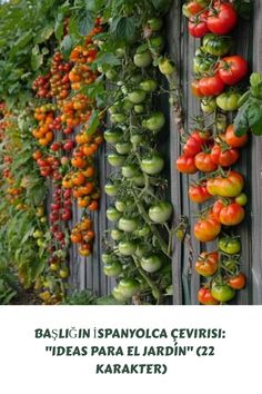 tomatoes growing on the side of a wooden fence with text overlay reading baslig in ispanyola cervisis ideas para el jardini