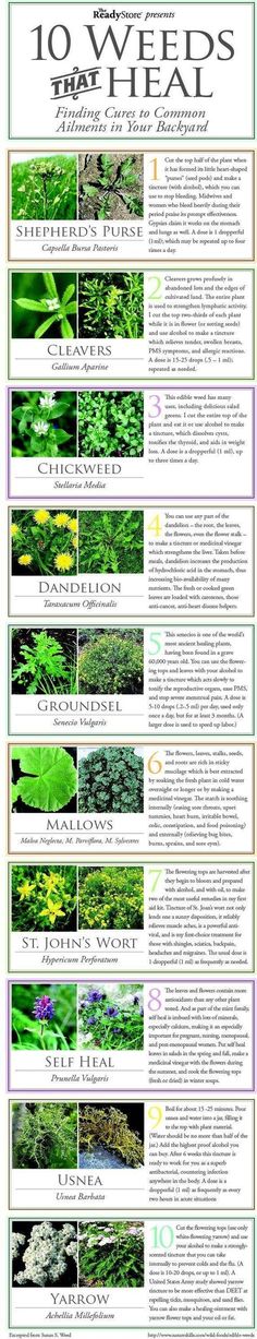 Medicinal Herbs Garden, Medical Herbs, Natural Healing Remedies, Healing Plants, Natural Antibiotics, Herbal Healing, Cold Home Remedies, Herbs For Health, Healing Herbs