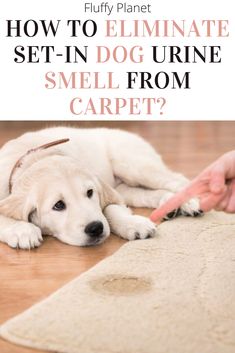 a white dog laying on the floor next to a carpet