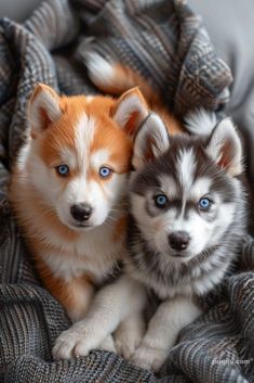 two puppies are sitting together on a blanket looking at the camera with blue eyes