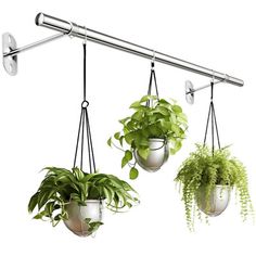 three potted plants hanging from a metal bar on a white background with clippings