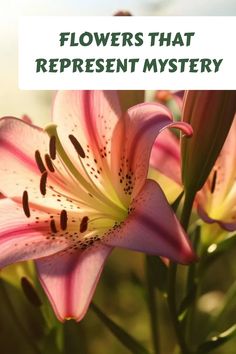 flowers that represent mystery with text overlay