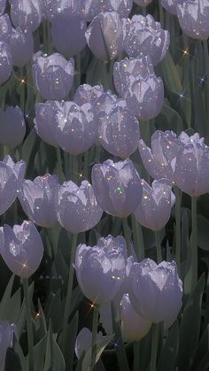 many white tulips with bubbles floating in the air