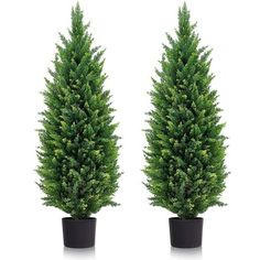 two potted trees are shown side by side in front of each other on a white background