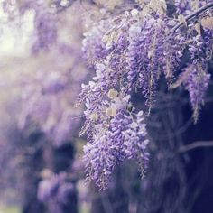 purple flowers growing on the branches of trees