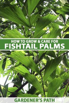 A close up vertical image of the foliage of a large fishtail palm (Caryota mitis) growing indoors. To the center and bottom of the frame is green and white printed text. Zone 9 Plants, Garden Small Space, Trees Indoors, Benefits Of Vegetables, Indoor Plants Styling, Fancy Goldfish, Vegetable Garden Planner, Vegetable Garden Tips