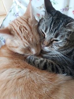 two cats are cuddling together on a floral bed sheet, one has its eyes close to the other's head