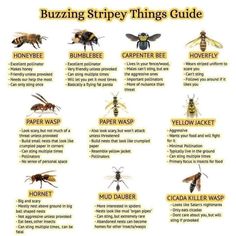 the different types of bees and their names