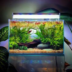 an aquarium with plants and rocks in it