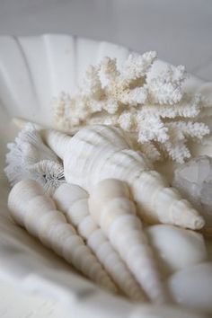 sea shells and corals in a white bowl