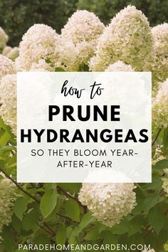 white flowers with text overlay how to prune hydrangeas so the bloom year - after - year