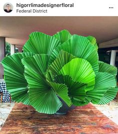 a large green plant sitting on top of a wooden table