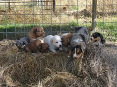 four puppies are sitting on top of hay in a pen with other puppies