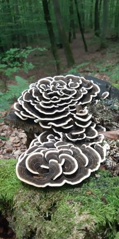 mushrooms growing on a tree stump in the woods