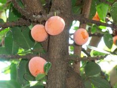 three peaches growing on the branches of a tree