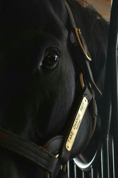 a close up of a horse's head and bridle