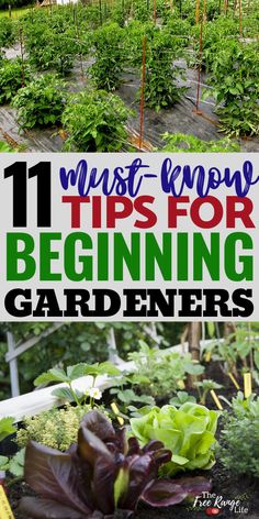 the garden is full of vegetables and plants with text overlay that reads 11 must - know tips for beginning gardeners