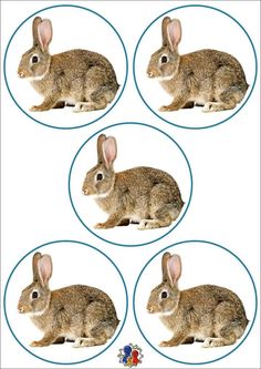 four rabbits are sitting in the middle of three blue circles on a white background, with one rabbit looking at the camera