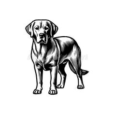 a black and white drawing of a dog