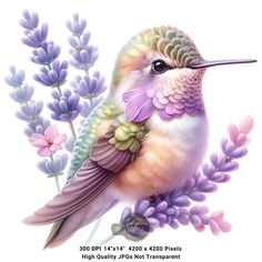 a painting of a hummingbird sitting on top of purple flowers and lavenders in front of a white background