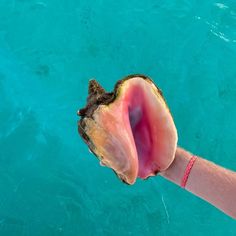 a person's hand holding an open shell in the water