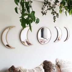 three mirrors hanging on the wall above a couch with pillows and plants in front of it