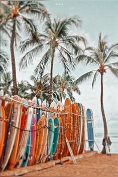 surfboards lined up on the beach with palm trees in the backgroung