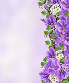 purple and white flowers with green leaves on a pink background