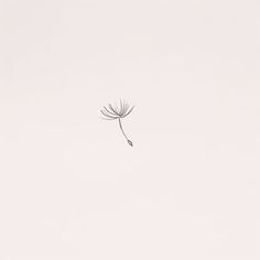 a single dandelion in the middle of a white sky