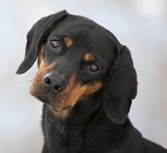 a black and brown dog looking at the camera