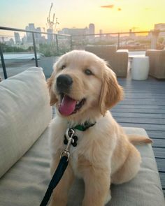 a dog sitting on top of a couch with its tongue out and it's mouth open