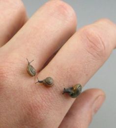 two snails sitting on top of a persons hand