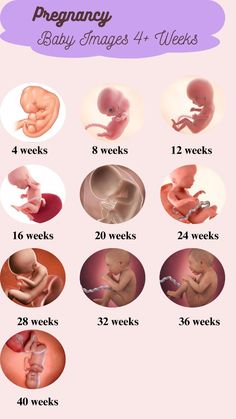 the baby's stages are shown in this graphic diagram, and it shows how many different