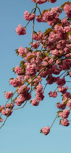 pink flowers blooming on the branches of a tree in front of a blue sky