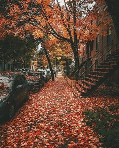 autumn leaves on the ground next to parked cars and staircases in an alleyway