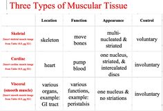 the three types of muscular tissue are labeled in red and black, with words below them