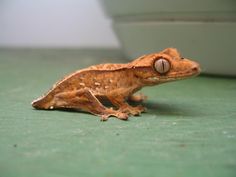 a small lizard sitting on top of a green floor