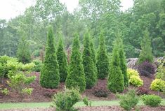 a group of trees that are next to each other in the grass with bushes behind them