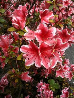 red and white flowers are blooming in the garden