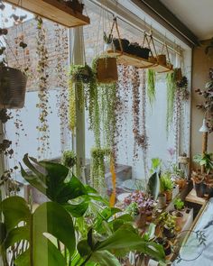 many plants are hanging from the ceiling in front of a window with lots of windowsilling